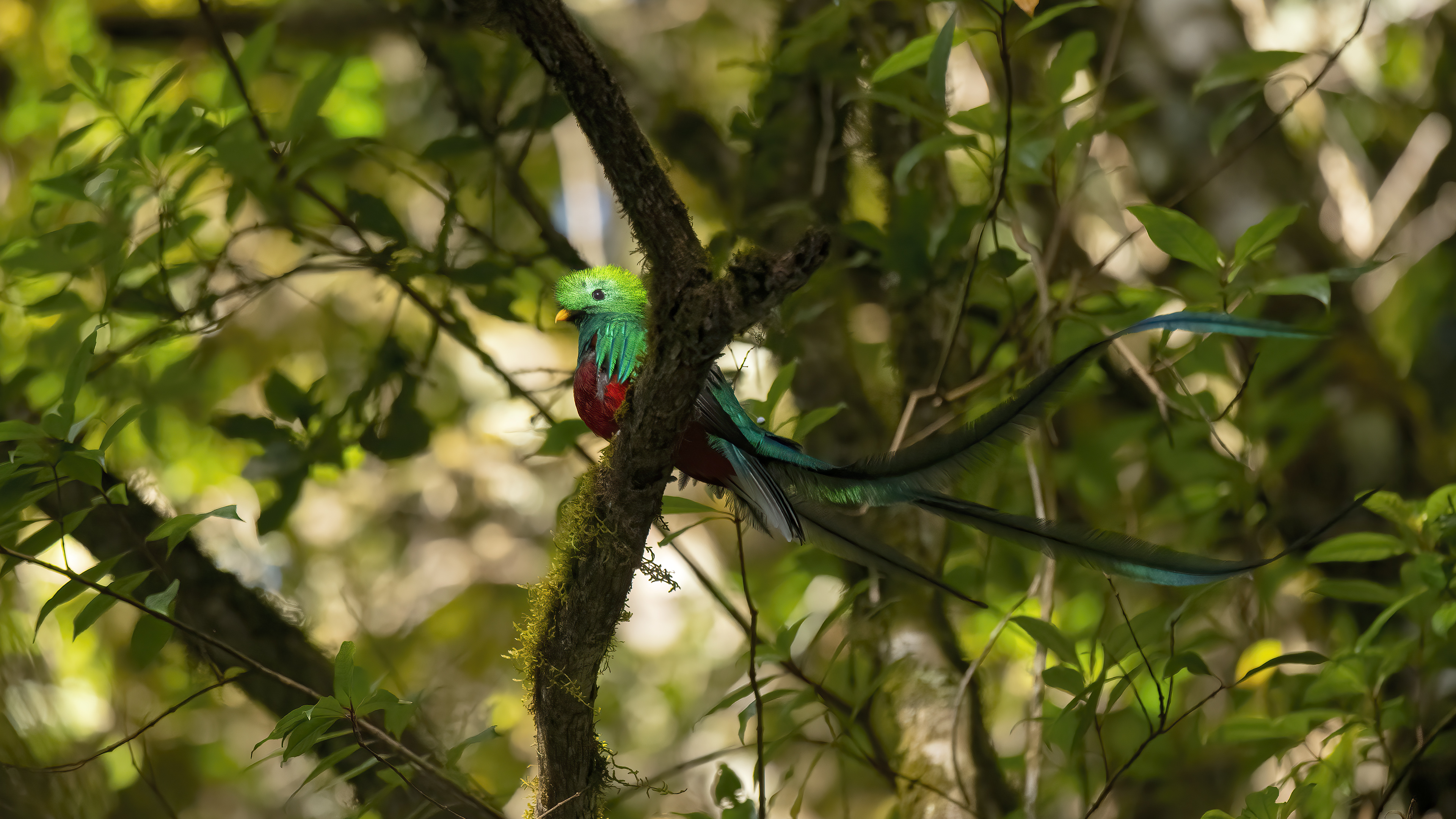 Resplendent Quetzal